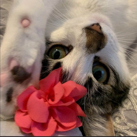 Meet your Posher, Karen - Picture 1 of 2